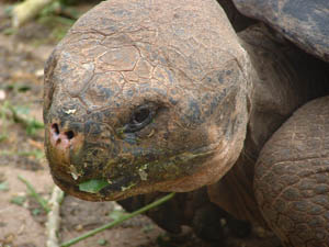 What can these old eyes have seen over the years this big tortoise has lived in the Galapagos Islands?